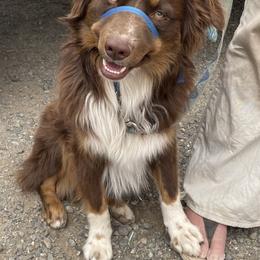 Adom - Miniature Australian Shepherd