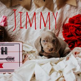 Weimaraner Puppies from North Georgia Weims