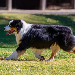 Anatolian Shepherd Dogs and Australian Shepherds from Tina Burks