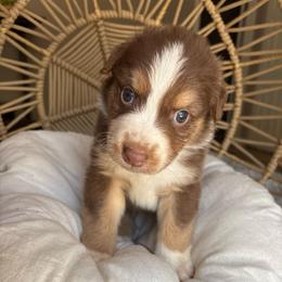 Maverick - Red tri-color male Australian Shepherd puppy in Grants Pass, Oregon from Carmel Mountain Aussies