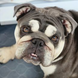 harley - Bulldog
