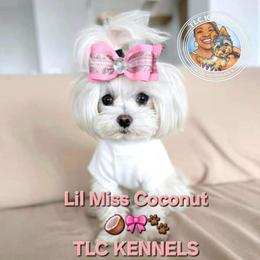 Coconut - Maltese