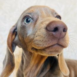 Bailey - Fawn (isabella) and cream female Dachshund puppy in Atwater, California from Jes & 3 weens