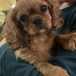 Cavalier King Charles Spaniel Puppies from Kilmaren Cavaliers