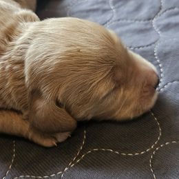 Cooper - Apricot male Goldendoodle puppy in Kansas City, Missouri from Poppy's Doodles