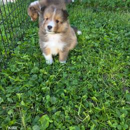 Rex - Sable and white male Shetland Sheepdog puppy in Greenfield, Ohio from KJAV Shetland Sheepdogs