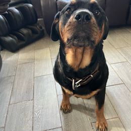 Echo - Rottweiler