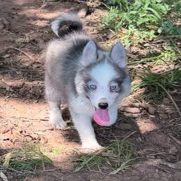 Aerowen Wolf Silver Mini - Silver and white male Pomsky puppy in Perkins, Oklahoma from A-Dream Pomsky Kennel