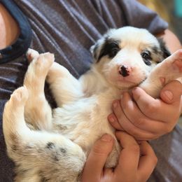 Boo - Blue merle female Border Collie puppy in Lebanon, Oregon from Cahill’s Canines