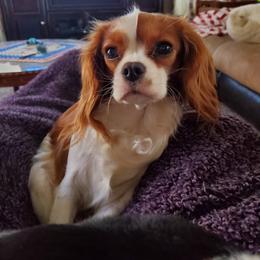 Lady - Cavalier King Charles Spaniel