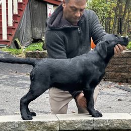 Dumpling - Labrador Retriever