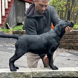 Dumpling - Labrador Retriever