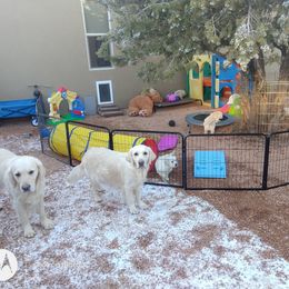 Golden Retriever Puppies from Dewbury Dream Goldens