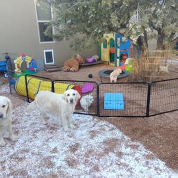 Golden Retriever Puppies from Dewbury Dream Goldens