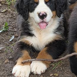 Stella - Black tan and white female Bernese Mountain Dog puppy in Gaffney, South Carolina from Circle D Farms