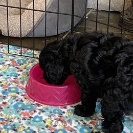 Cockapoo Puppies from Coco's Cocopuffs