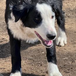Cidrema - Black and white female Border Collie puppy in Canaan, New Hampshire from Henam Border Collies