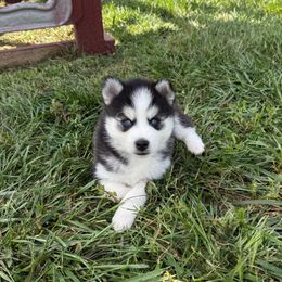 Ford - Black and white male Pomsky puppy in Lyons, Nebraska from Goodness Gracious Pomskies