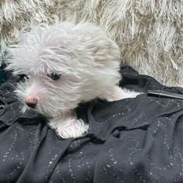 Jaxson - White and tan male Morkie puppy in Taylorsville, North Carolina from Mountain Top Hot Tailz