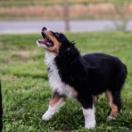 Miniature American Shepherd and Miniature Australian Shepherd Puppies from Rocking 4C