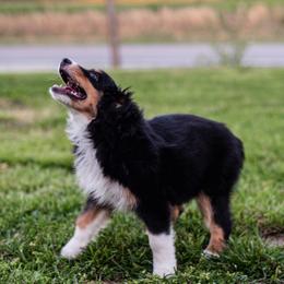 Miniature American Shepherd and Miniature Australian Shepherd Puppies from Rocking 4C