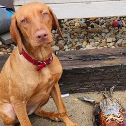 Penny - Vizsla