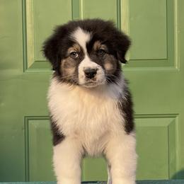 Australian Shepherd Puppies from Storybrooke Australian Shepherds