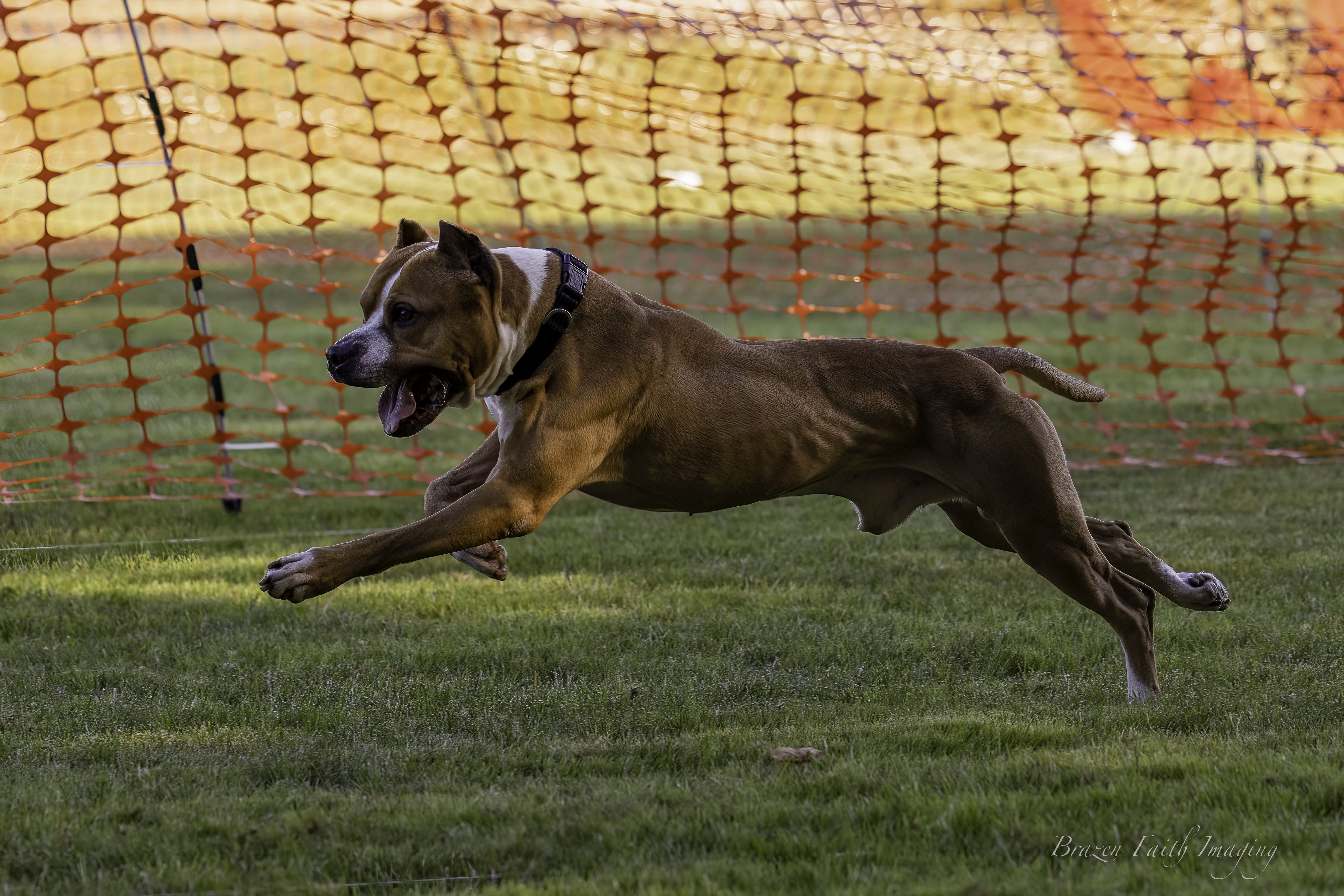 American Pit Bull Terrier