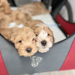 Cavapoo and Cockapoo Puppies from Benji’s Cockapoos