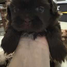 Shih Tzu Puppies from Mosley Kennel Shih Tzu