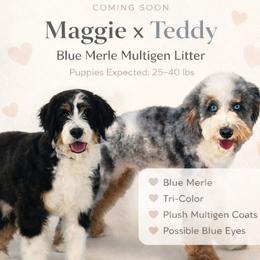 Bernedoodle puppies from Angel Pups Deluxe