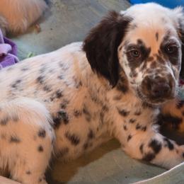 Summer (LUA Liver Longcoat) - White and liver brown male Dalmatian puppy in Salem, Missouri from Paradise Spots Dalmatians