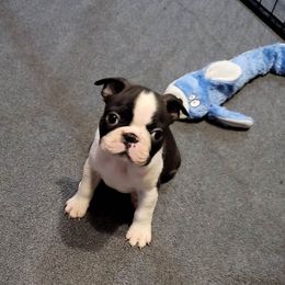 Boston Terrier Puppies from Furhill's Boston Terriers