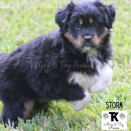 Miniature Australian Shepherd and Toy Australian Shepherd Puppies from TK Mini & Toy Aussies