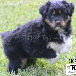 Miniature Australian Shepherd and Toy Australian Shepherd Puppies from TK Mini & Toy Aussies