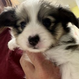 Male 2 (Dandy) - Red white and sable male Papillon puppy in Kenly, North Carolina from Otto’s Papillons