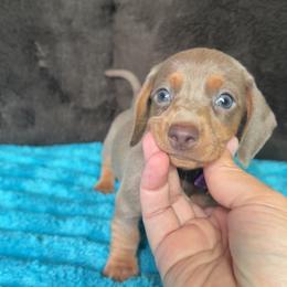 Loretta - Fawn (Isabella) female Dachshund puppy in Grass Valley, California from Mis Doxie