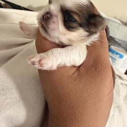 Sofia - Brindle and white female Shih Tzu puppy in Apple Valley, California from Garcia_shihtzu