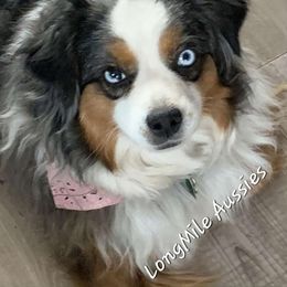 Jozie - Toy Australian Shepherd