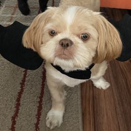 Lola  - Shih Tzu