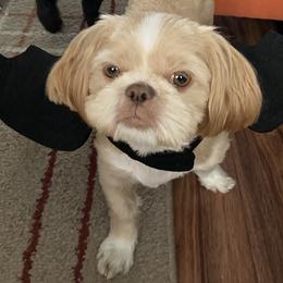 Lola  - Shih Tzu
