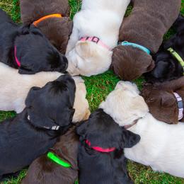 Labrador Retriever Puppies from Mayfield Farm