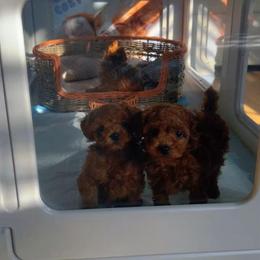Louis(AKC) - Red  male Poodle puppy in Moreno Valley, California from Yanni's Poodle