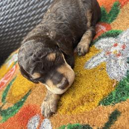 Cupid - Phantom male Poodle puppy in Conway, Arkansas from Arkansas River Poodles