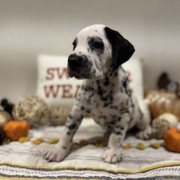 Backpack - White and black male Dalmatian puppy in Carlsbad, New Mexico from ECMO Farm Dalmatians & Labrador Retrievers