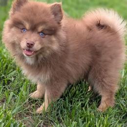 Ember - Red and white female Pomsky puppy in Temple, Texas from Lone Star Pomsky