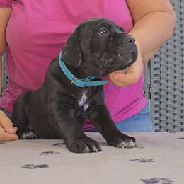 AKC and ICCF - Blue (Teal) Collar Girl - Black female Cane Corso puppy in Gorman, Texas from McOmber Country Kennels