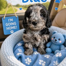 Benedict blue collar - Merle male Goldendoodle puppy in North Branch, Michigan from Graceful Miniature Goldendoodles