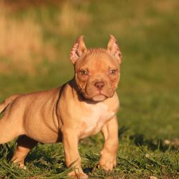 Auggie - Red sable male American Bully puppy in Orlinda, Tennessee from SimplyBullies