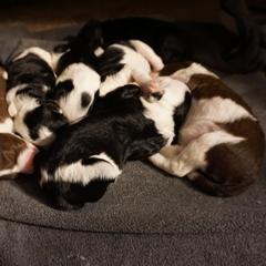 Bordoodle Puppies from Painted Dog Hill